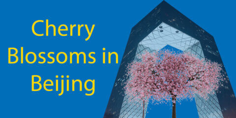 Cherry Blossoms in Beijing You Have To See in 2024 Thumbnail